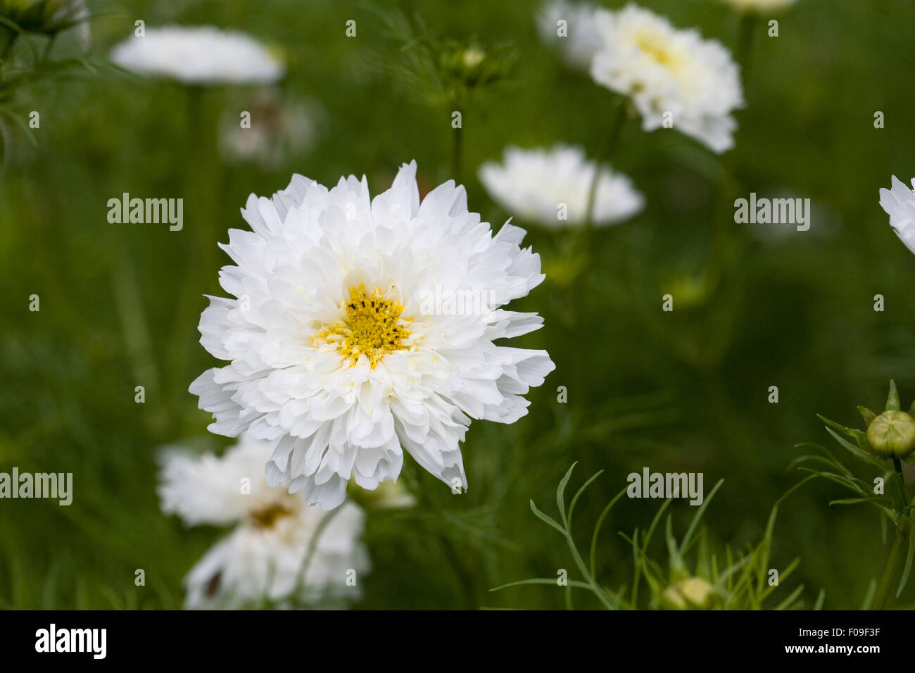 Cosmos Bipinnatus "Schnee Blätterteig" Blumen. Stockfoto