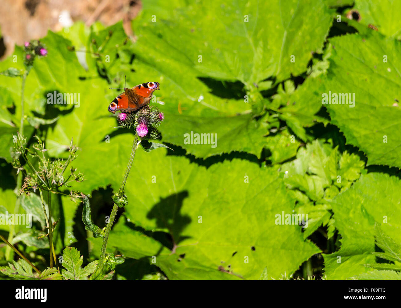 Schöne rot/Orange Schmetterling auf Blume / Blatt Stockfoto