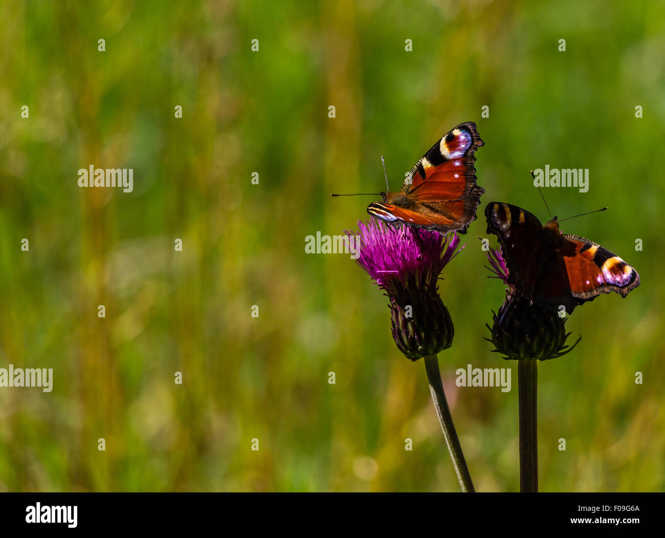 Schöne rot/Orange Schmetterling auf Blume / Blatt Stockfoto