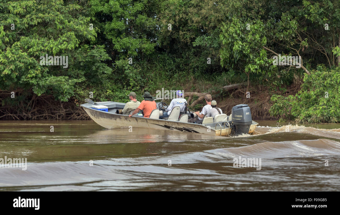 Auf der Suche nach Jaguar, Rio Cuiabá, Pantanal, Brasilien Stockfoto