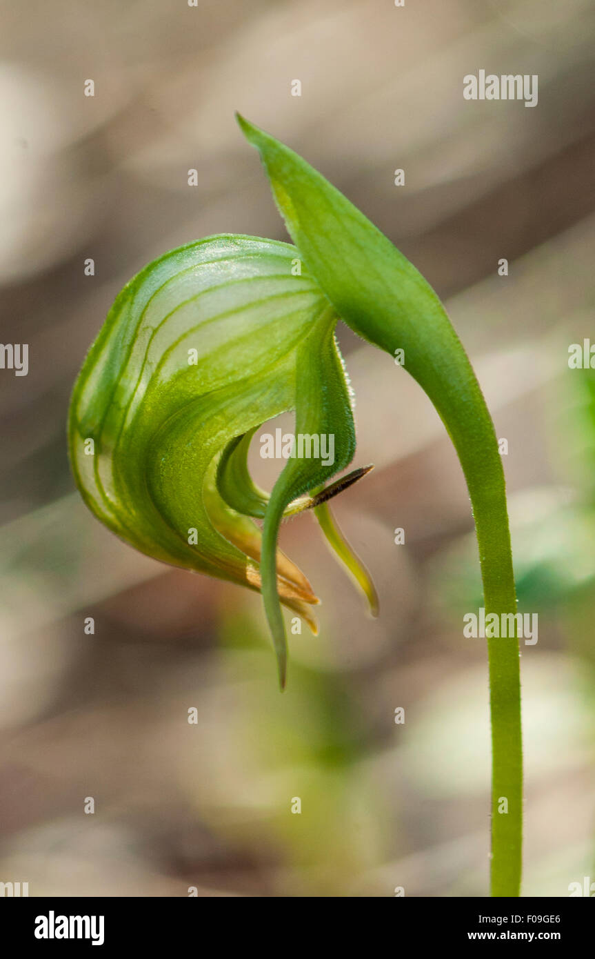 Pterostylis Nutans, nickte Pterostylis Orchidee bei Mt Cannibal, Garfield North, Victoria, Australia Stockfoto