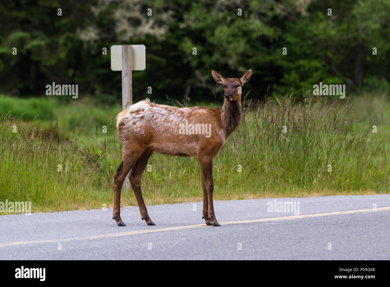 Weibliche Elche beim Überqueren der Straße in einem State Park in Kalifornien Stockfoto