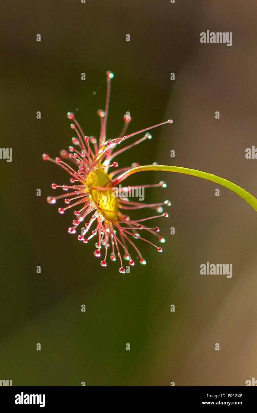 Drosera Auriculata, hoch Sonnentau Bałuk Willam Reserve, South Belgrave, Victoria, Australia Stockfoto