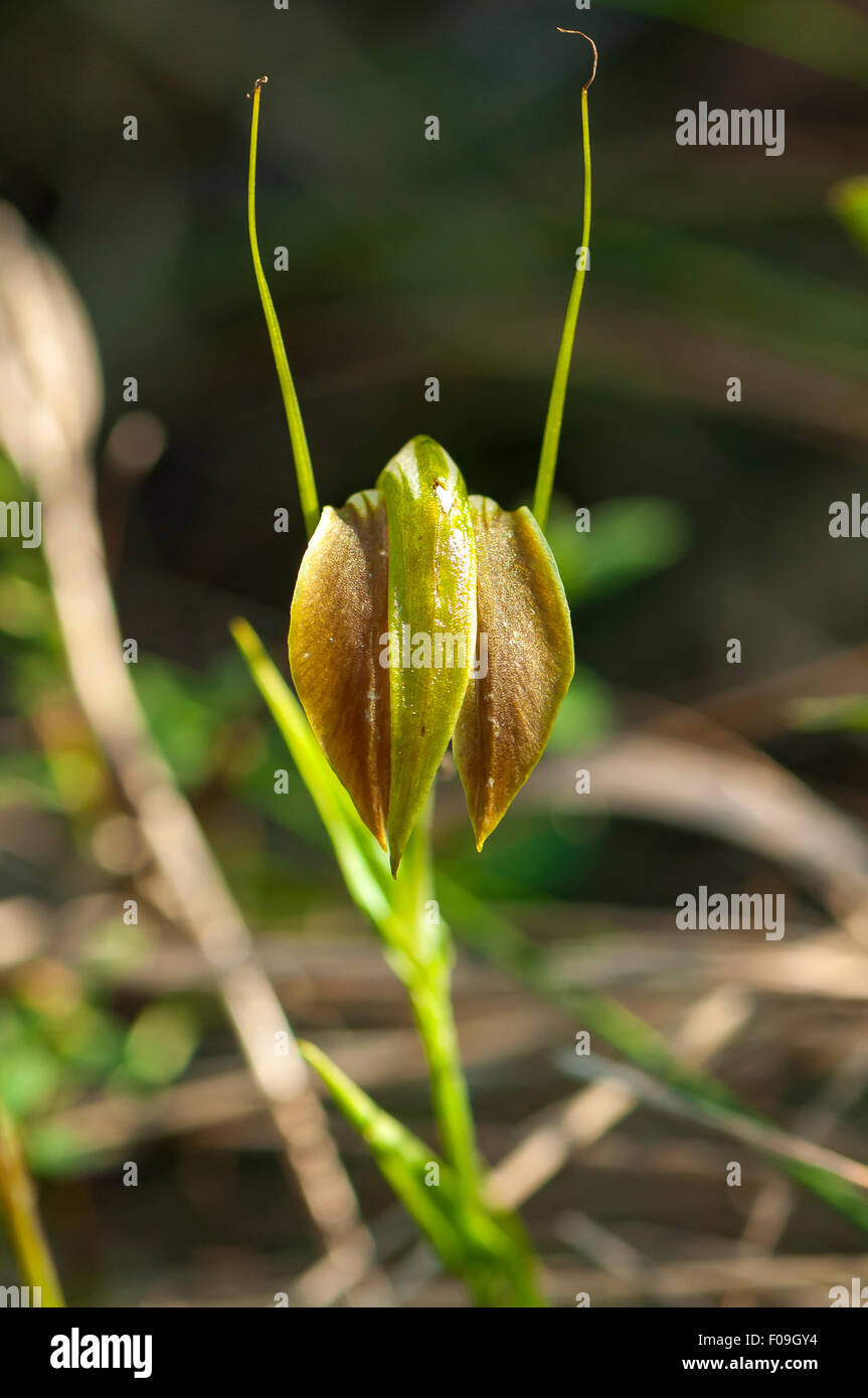 Pterostylis Grandiflora, Cobra Pterostylis Orchidee, Bałuk Willam Reserve, South Belgrave, Victoria, Australien Stockfoto