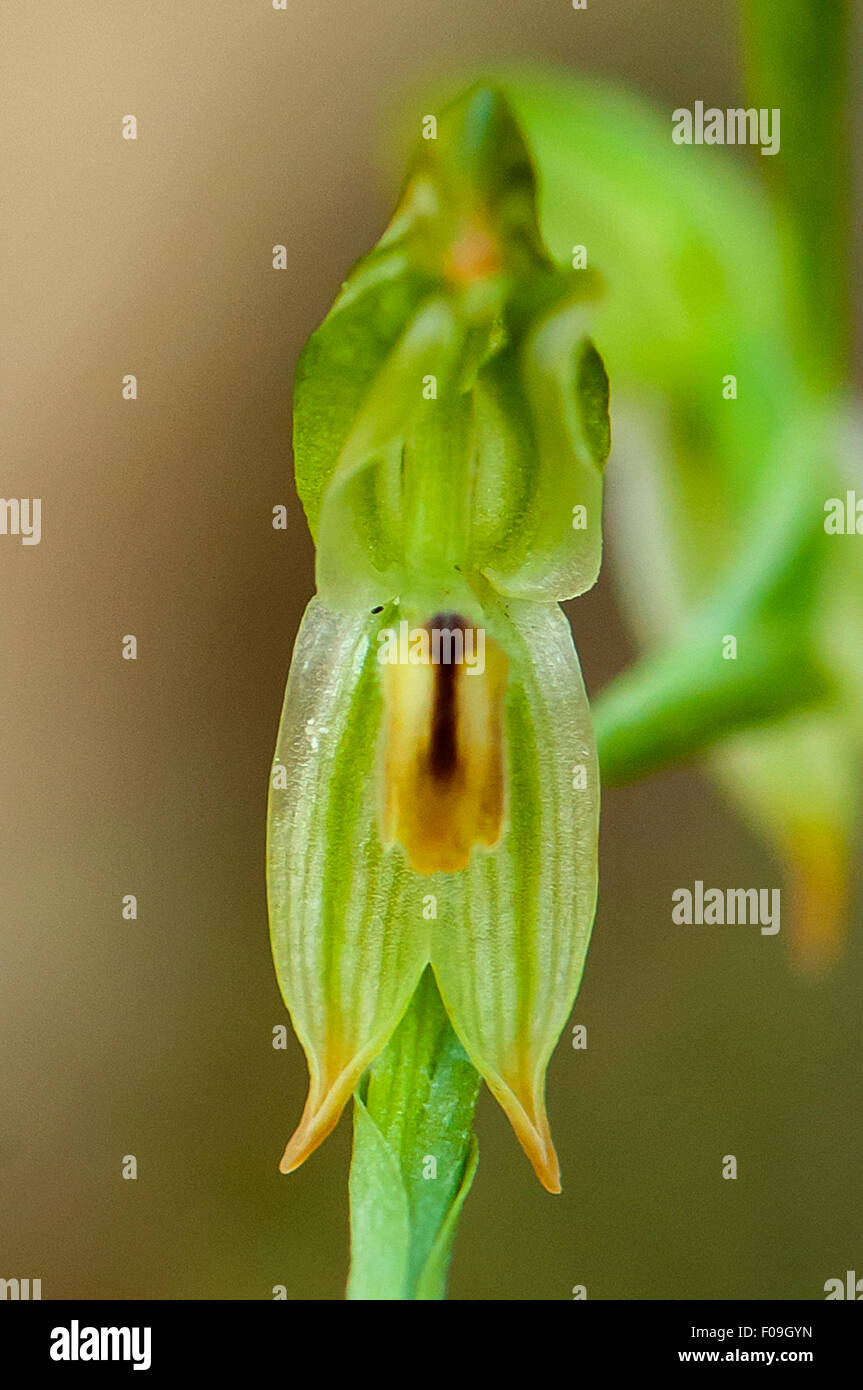 Pterostylis SP. Aff. Melagramma, zierliche Pterostylis Orchidee, Bałuk Willam Reserve, South Belgrave, Victoria, Australien Stockfoto