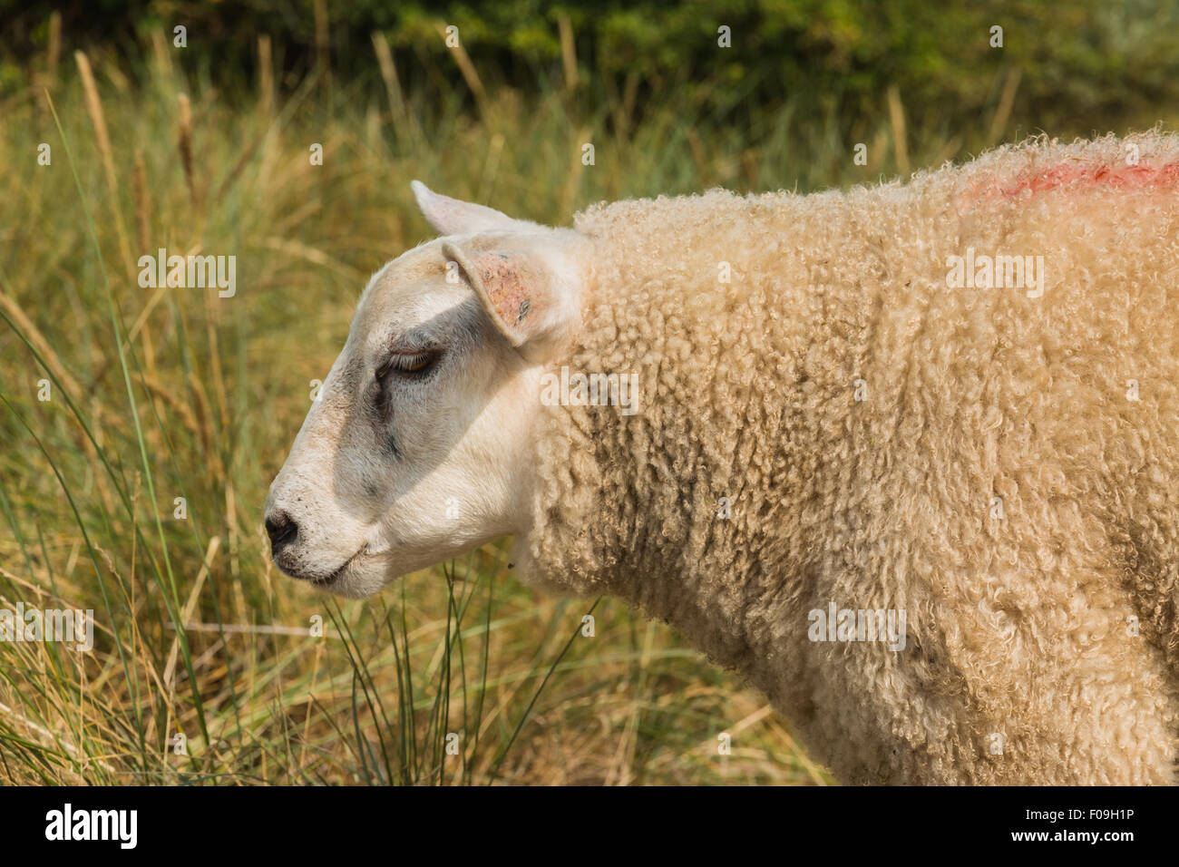 Nahaufnahme eines Schafes friedlich im Rasen stehen, im Sommer an einem heißen Tag. Stockfoto