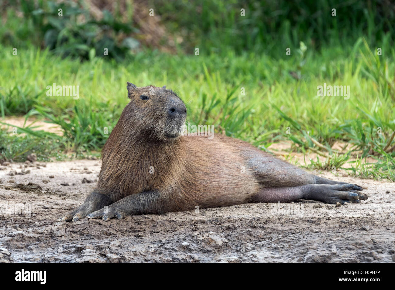 Jaguar-Köder, Capybara auf einer Sandbank, Rio Cuiabá, Pantanal, Brasilien Stockfoto