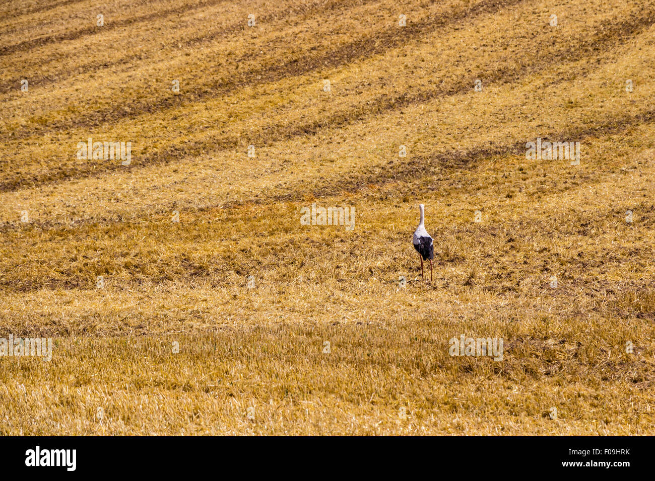 Storch in einem Feld von geschnittenen Weizen Stockfoto