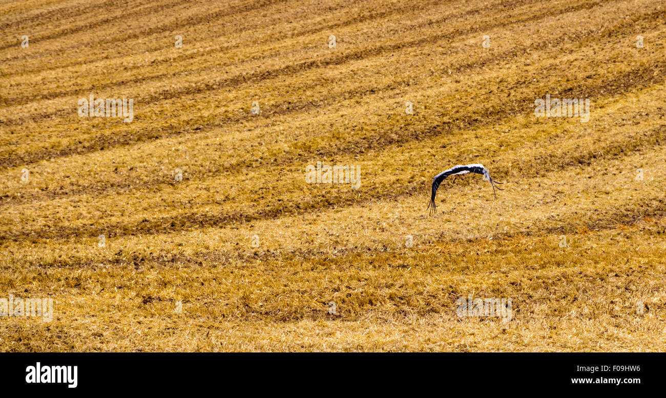 Storch in einem Feld von geschnittenen Weizen Stockfoto