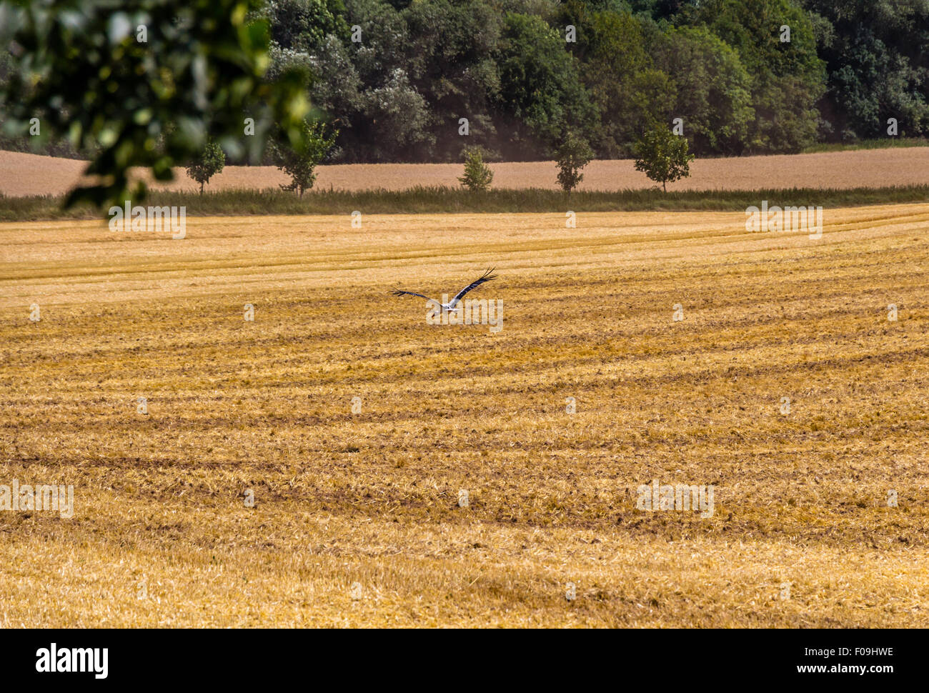 Storch in einem Feld von geschnittenen Weizen Stockfoto