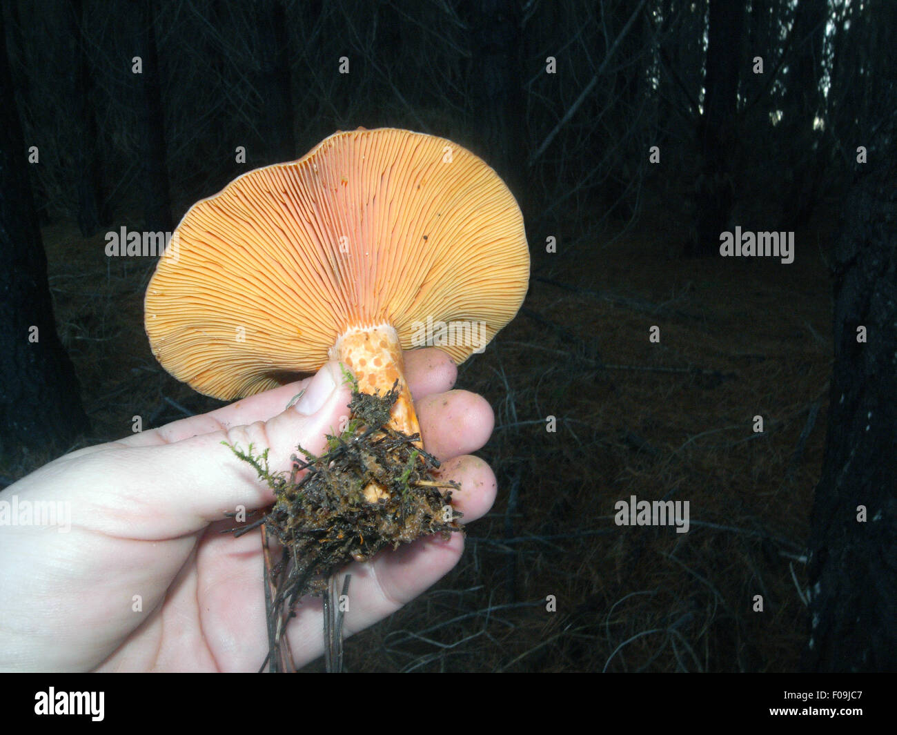 Wilde Safran Milkcap oder Kiefer Pilz (Lactorius Deliciosus) gesammelt in Pinienwald auf der Fleurieu-Halbinsel, South Australia Stockfoto