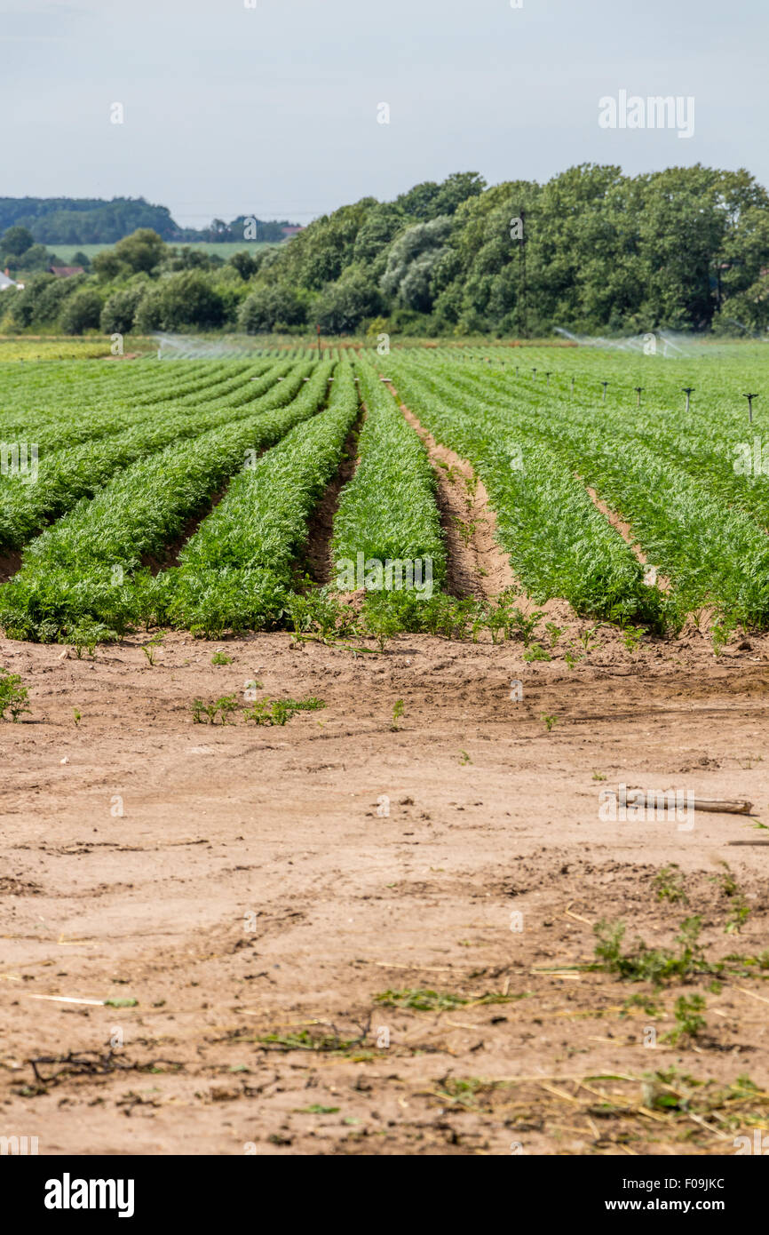 Pflanzlicher Bereich auf dem Lande Stockfoto