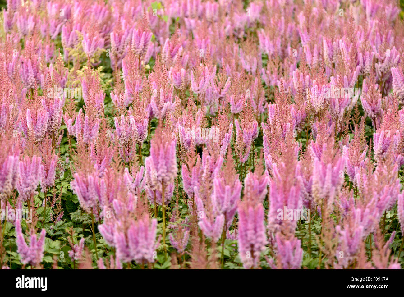 Astilbe Chinensis (chinesische Astilbe), blüht in den historischen Garten Aalsmeer, einen botanischen Garten in Aalsmeer, Nord-Holland. Stockfoto