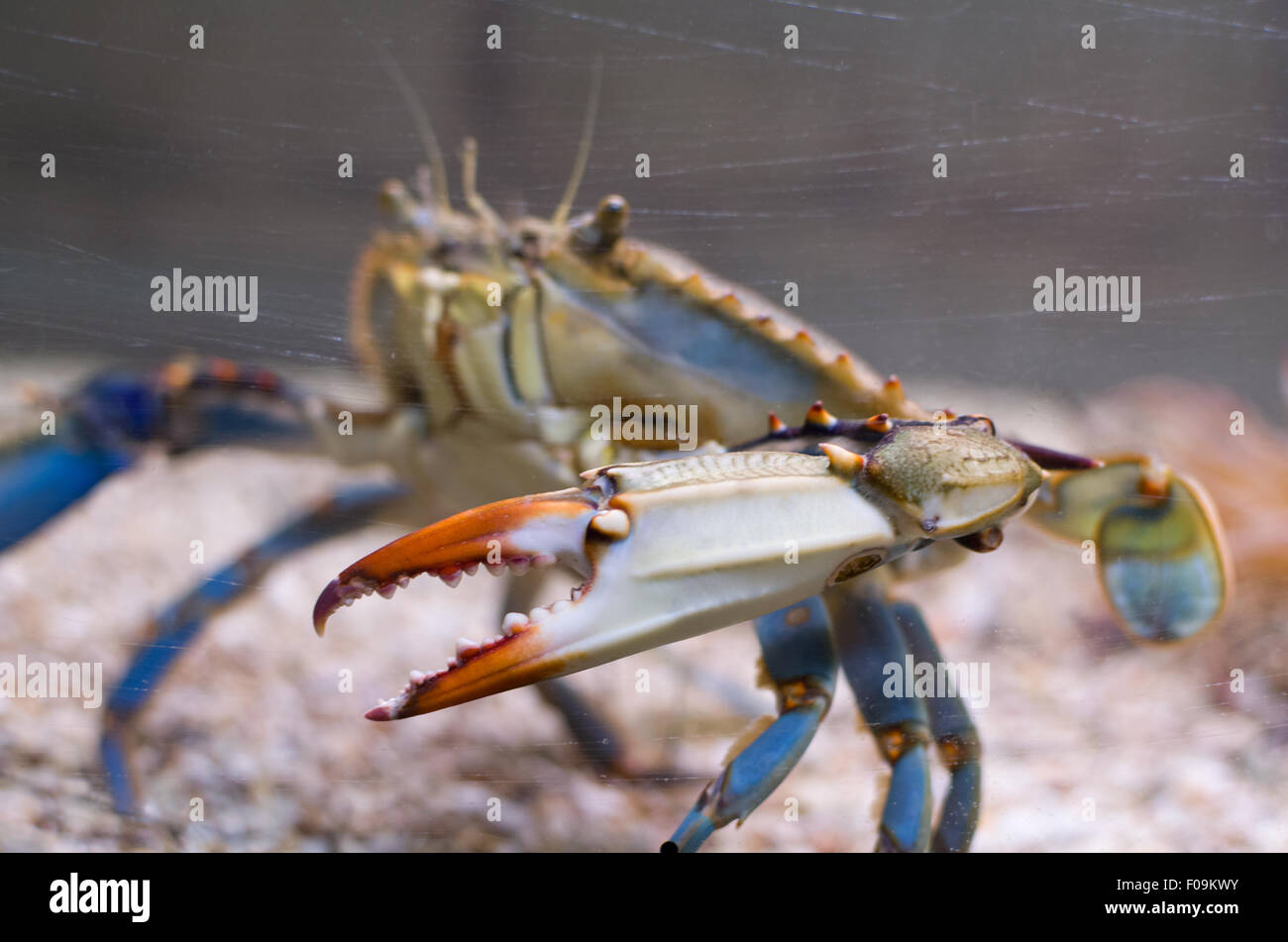 Atlantic Blue Crab mit Orange Zange Seite Closeup und Aquarium Glas zerkratzt Stockfoto