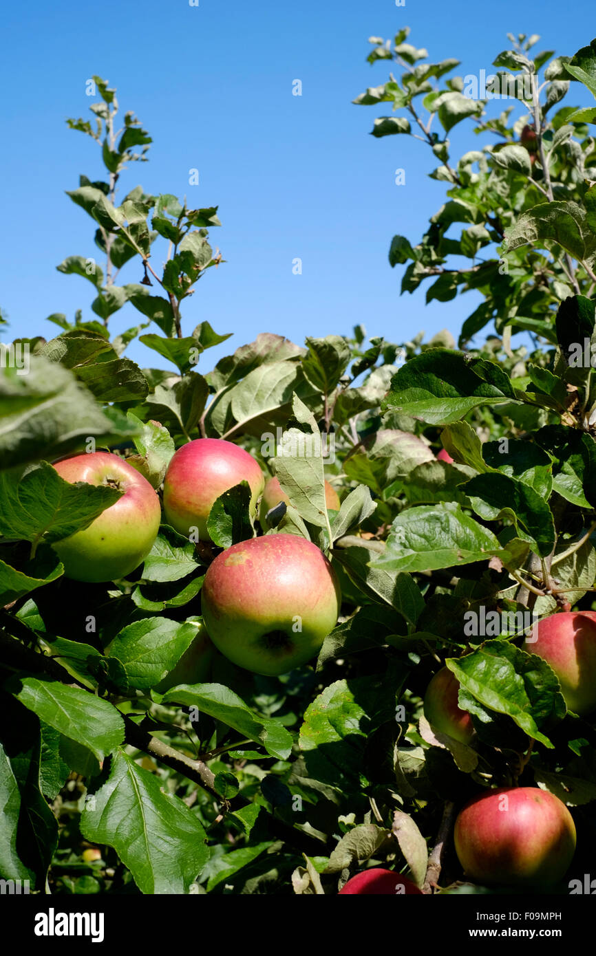 Äpfel in einem Obstgarten von Chili Festival West Dean Chichester England uk 2015 Gärten Stockfoto