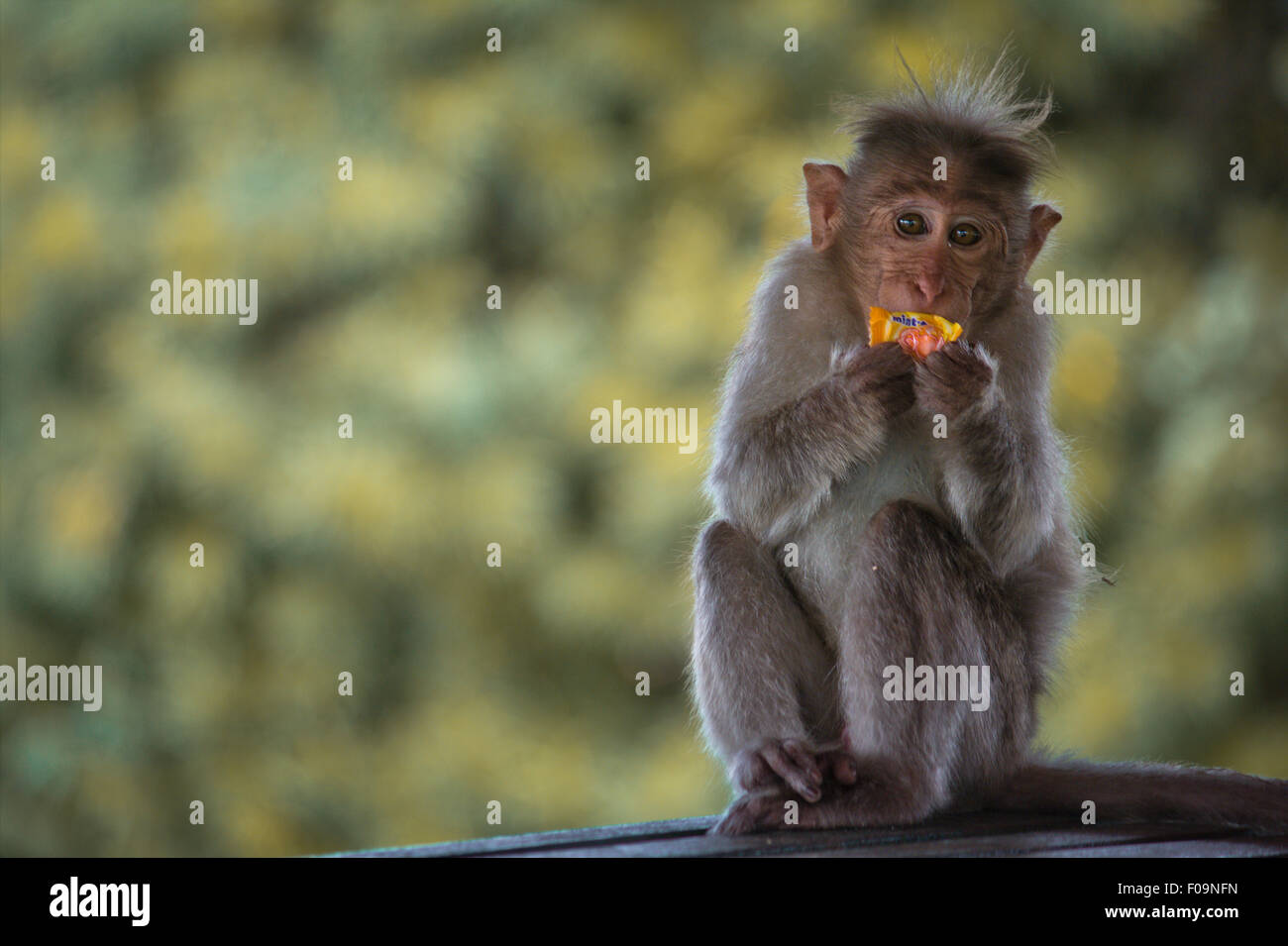 Männliche Motorhaube Makaken Affen Essen Kunststoff abgedeckt Süßigkeiten Stockfoto