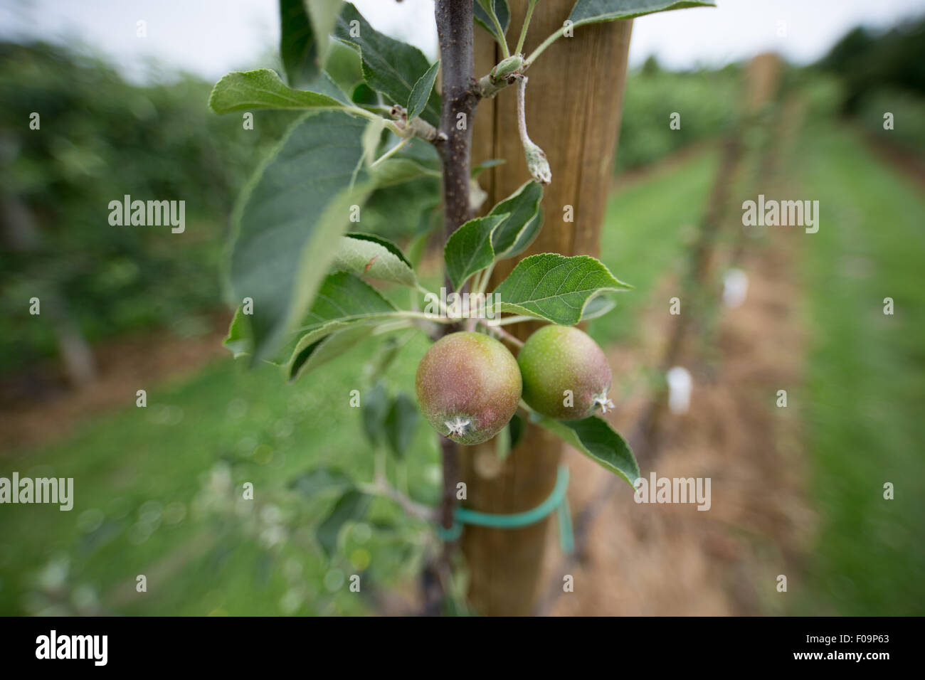 Osnabrück, Deutschland. 7. Juli 2015. Ein Baum, der Hybriden von Äpfeln und Birnen trägt wird in einem Gewächshaus von der Universität Osnabrück in Osnabrück, 7. Juli 2015 gesehen. Agrarwissenschaftler der Universität Osnabrück wollen marktfähige Apfel-Birne-Hybriden züchten. Foto: Friso Gentsch/Dpa/Alamy Live News Stockfoto
