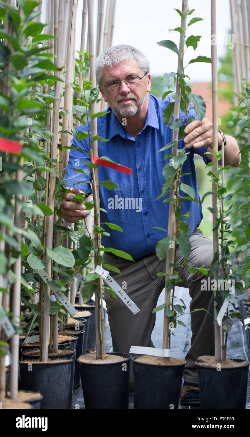 Osnabrück, Deutschland. 7. Juli 2015. Agronom Werner Dierend steht in einem Gewächshaus von der Universität Osnabrück neben einem Baum trägt eine Hybride von Äpfeln und Birnen in Osnabrück, 7. Juli 2015. Der Wissenschaftler will marktfähige Apfel-Birne-Hybriden zu züchten. Foto: Friso Gentsch/Dpa/Alamy Live News Stockfoto