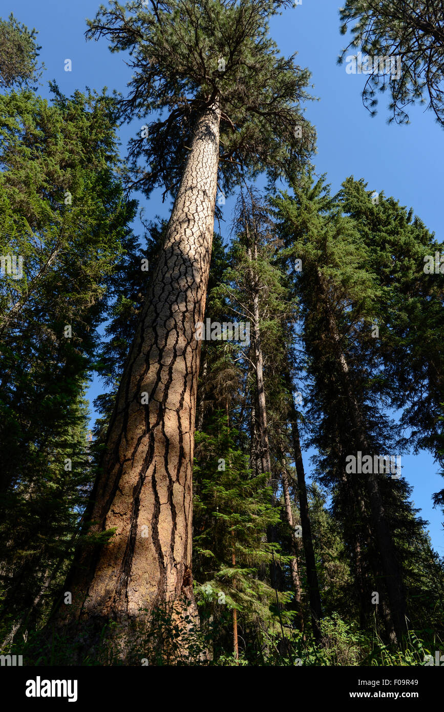 Old Growth Ponderosa Kiefer in Oregon Wallowa Mountains. Stockfoto