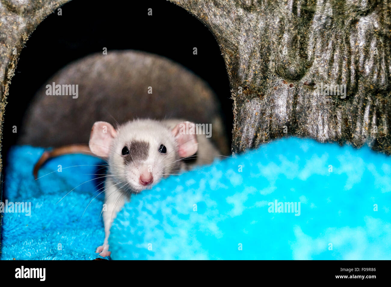 Weiße Dumbo Ratte im Inneren ein kleines Tier Haus und schaut in die Kamera Stockfoto