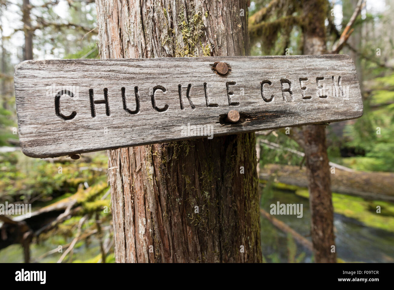 Melden Sie kichern Creek, Willamette National Forest, Oregon. Stockfoto