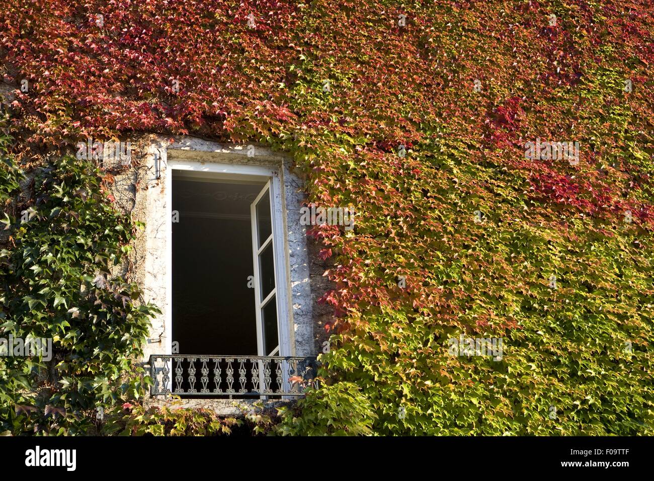 Kletterpflanzen an der Wand des Hauses in Arbois, Franche, Frankreich Stockfoto