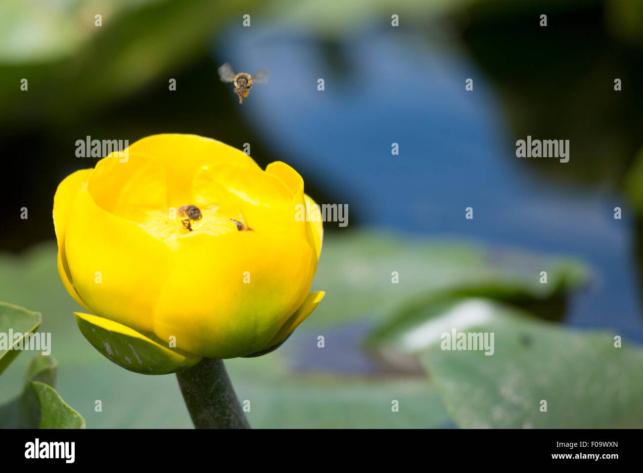 Biene schwebt über gelben Teich Lilie Blume, große Marsh, Oregon. Stockfoto