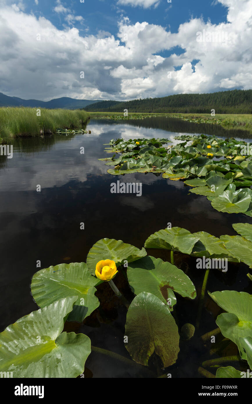 Gelbe Teich Lilie Blume, große Marsh, Oregon., große Marsh, Oregon. Stockfoto