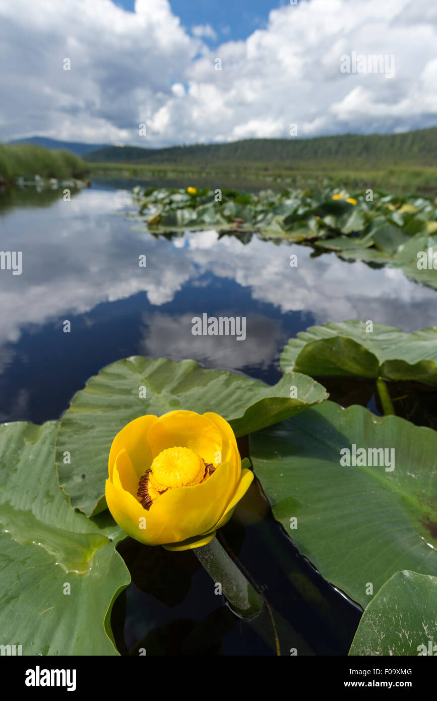 Gelbe Teich Lilie Blume, große Marsh, Oregon., große Marsh, Oregon. Stockfoto