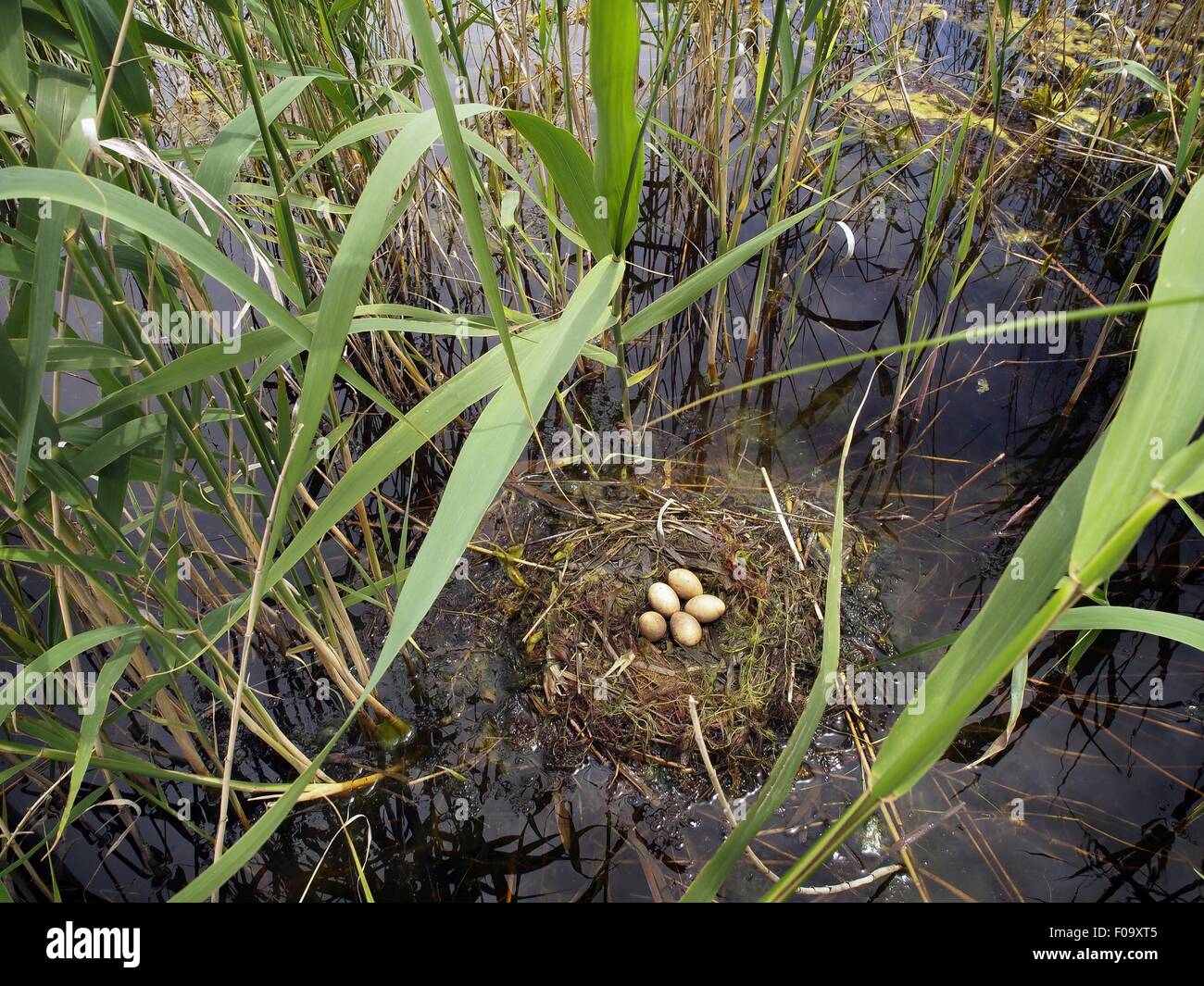 Eiern im Nest im Sultansazligi Nationalpark, Kappadokien, Türkei Stockfoto
