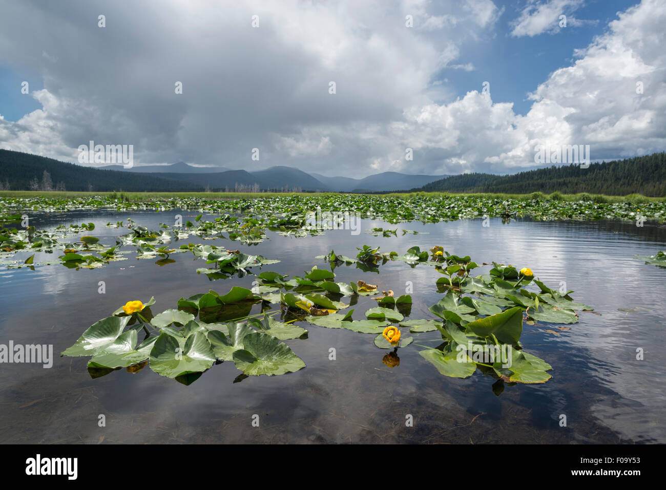 Gelbe Teich Lilie, große Marsh, Oregon. Stockfoto