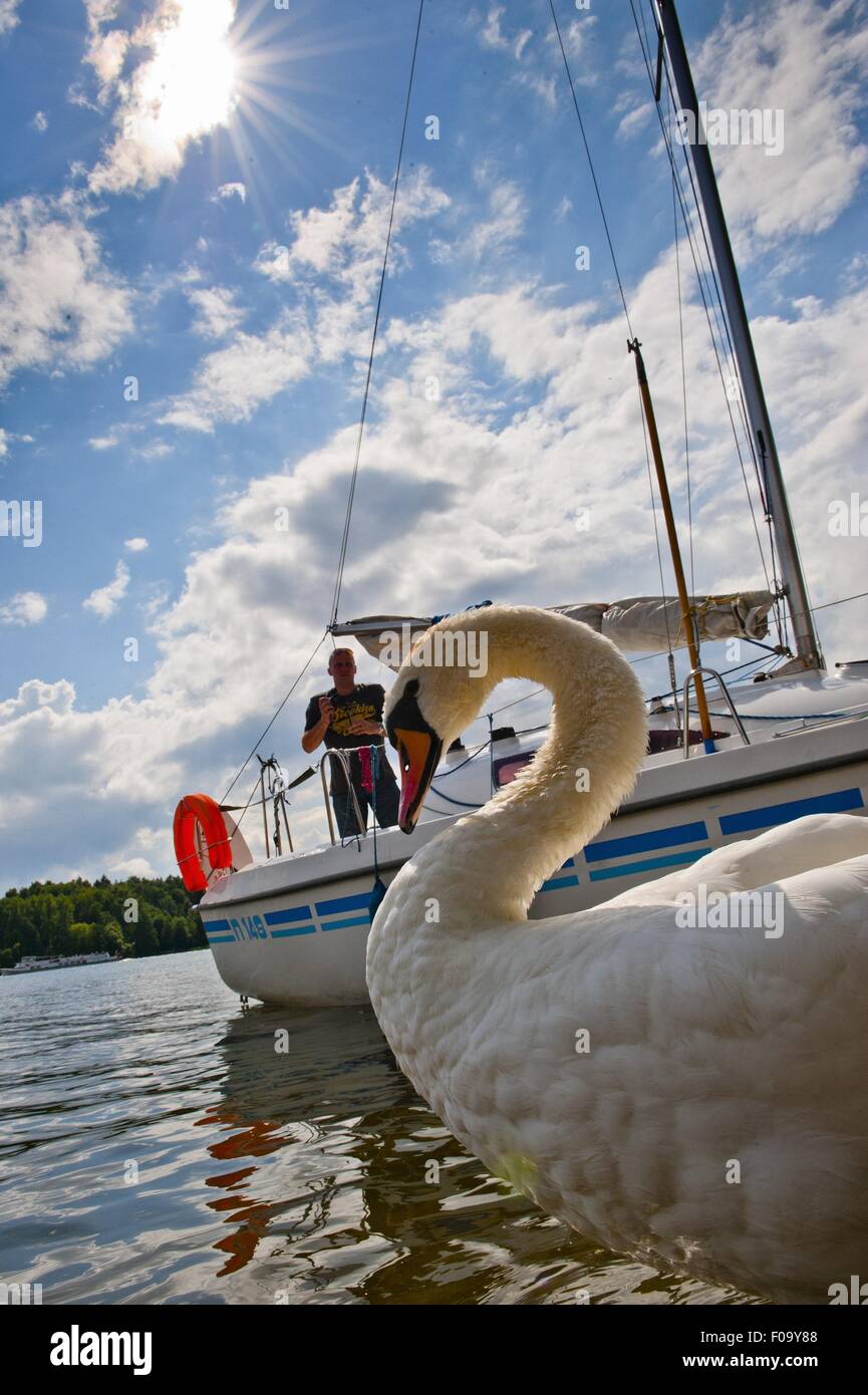 Nahaufnahme der Schwan im Masurischen Seenplatte, Polen Stockfoto