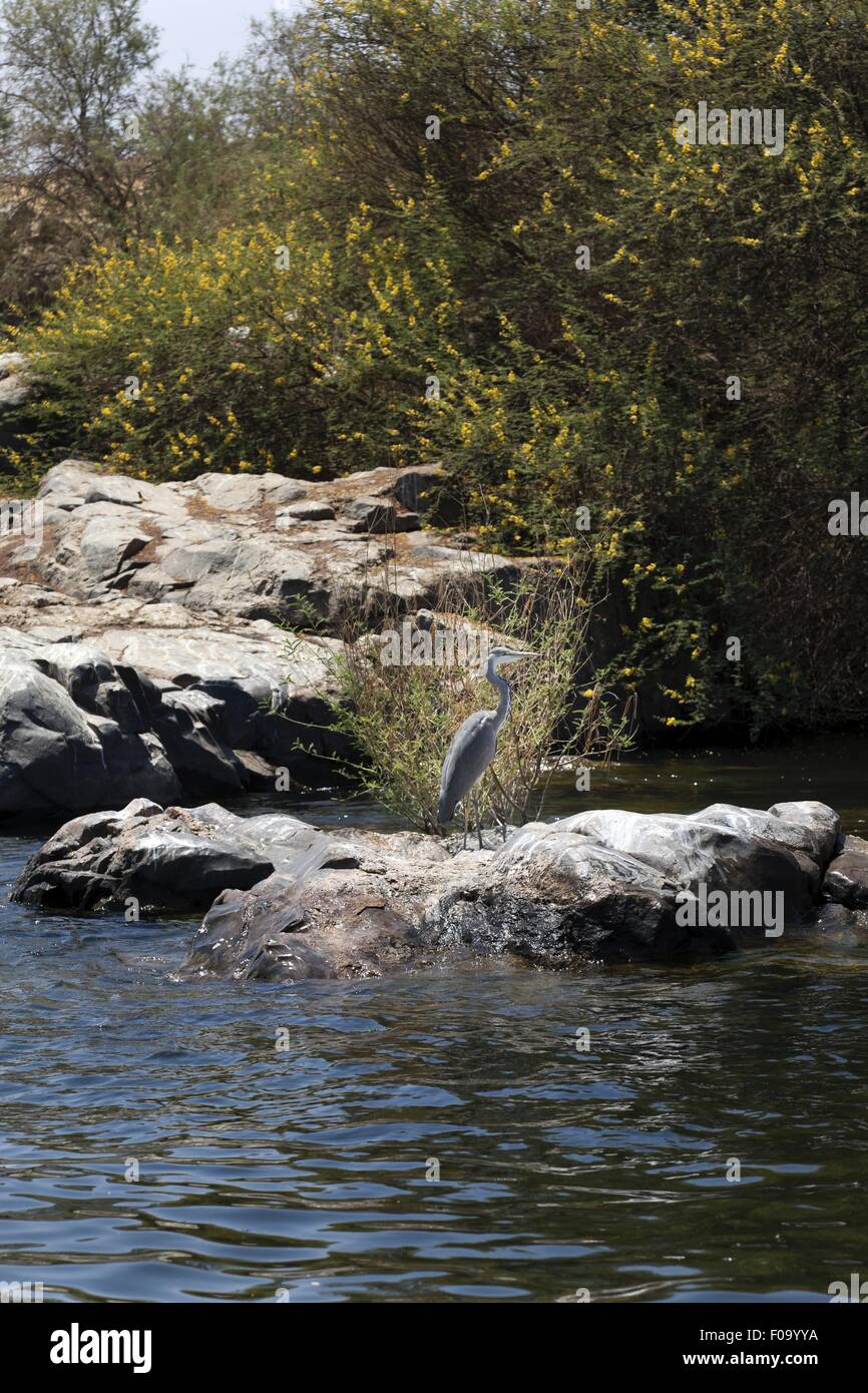 Bothanischer Garten neben der Insel Elephantine, Ägypten Stockfoto