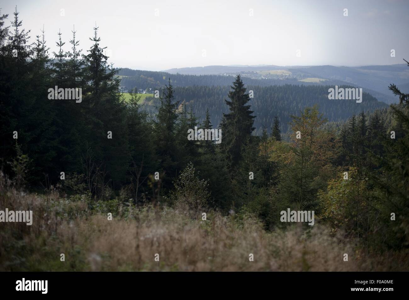 Blick auf Tannenwald und Berge im Sauerland, Deutschland Stockfoto