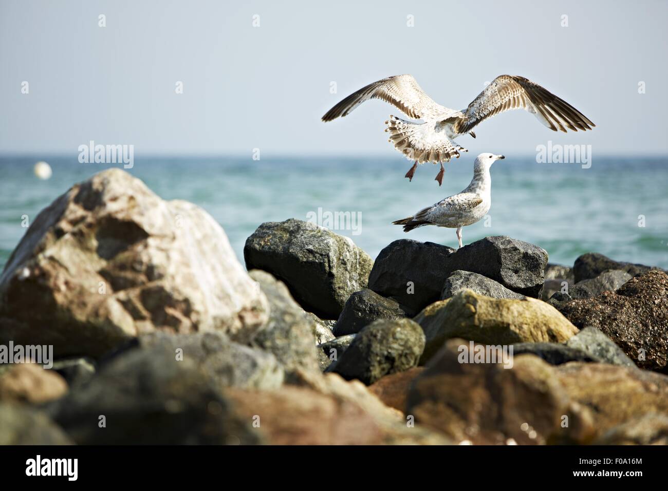 Möwen fliegen über Felsen am Meer Kosten in der Nähe von See Stockfoto