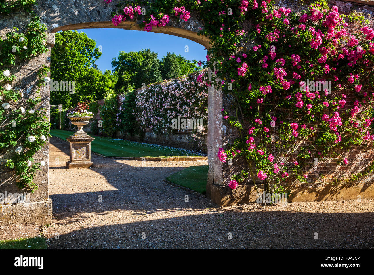 Kletterrosen in den ummauerten Gärten im Bowood House in Wiltshire. Stockfoto