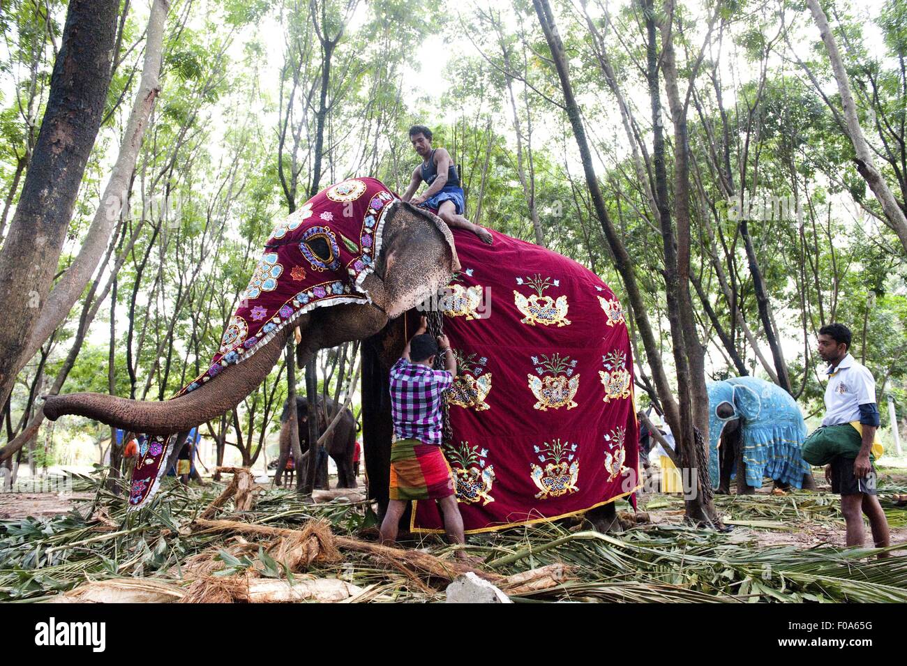 Elefanten werden dekoriert für Navam Perahera, Colombo, Sri Lanka Stockfoto