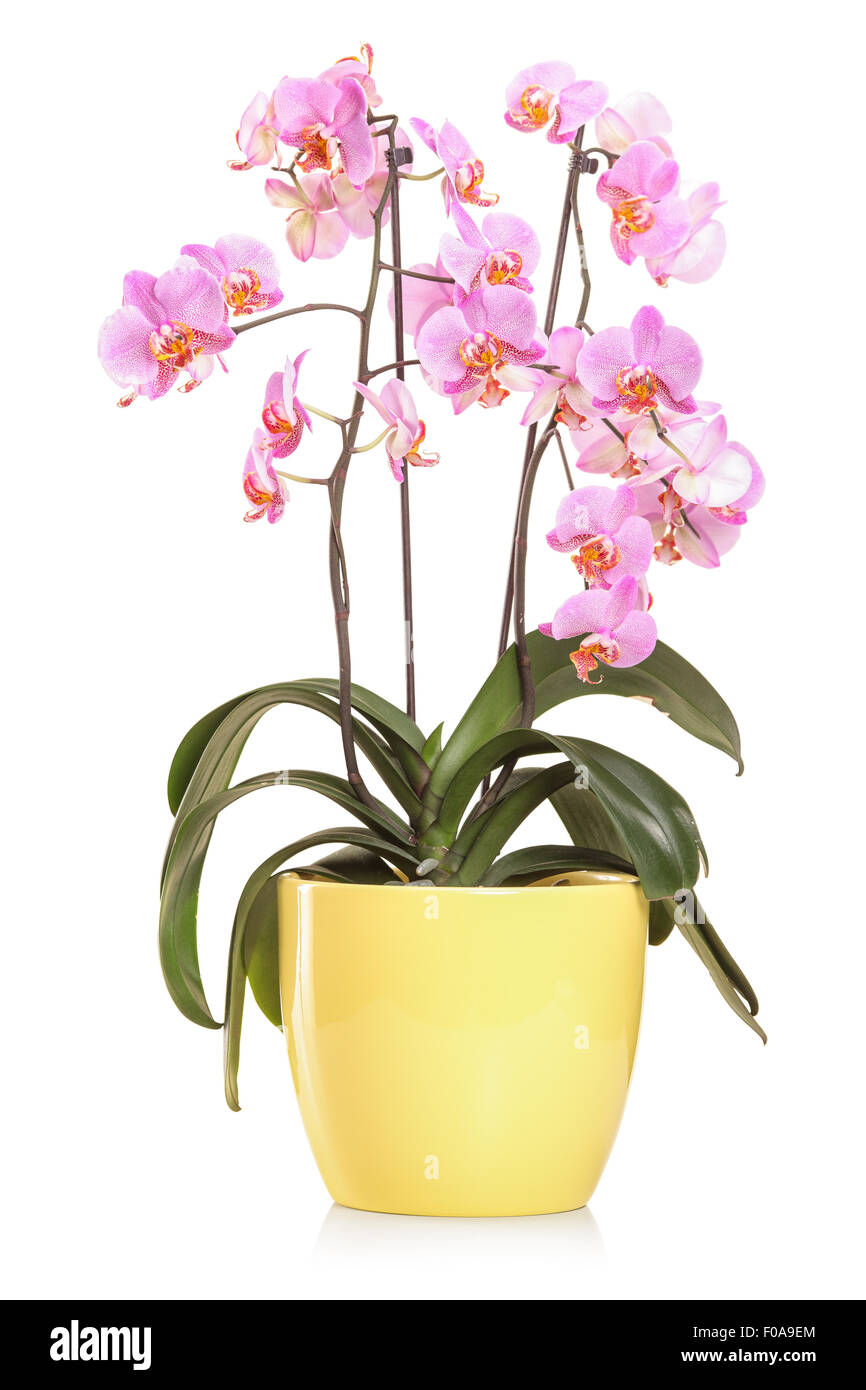 Vertikale Studioaufnahme von Orchidee blüht in einem gelben Blumentopf isoliert auf weißem Hintergrund Stockfoto