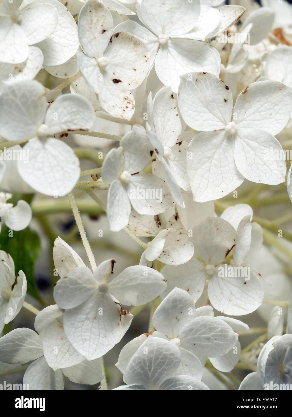 Nahaufnahme von weißen Blume, Hydrangea Arborescens Annabelle Stockfoto