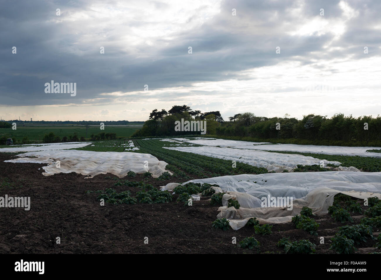 Kartoffeln wachsen unter Vlies, Bawdsey, Suffolk, UK. Stockfoto