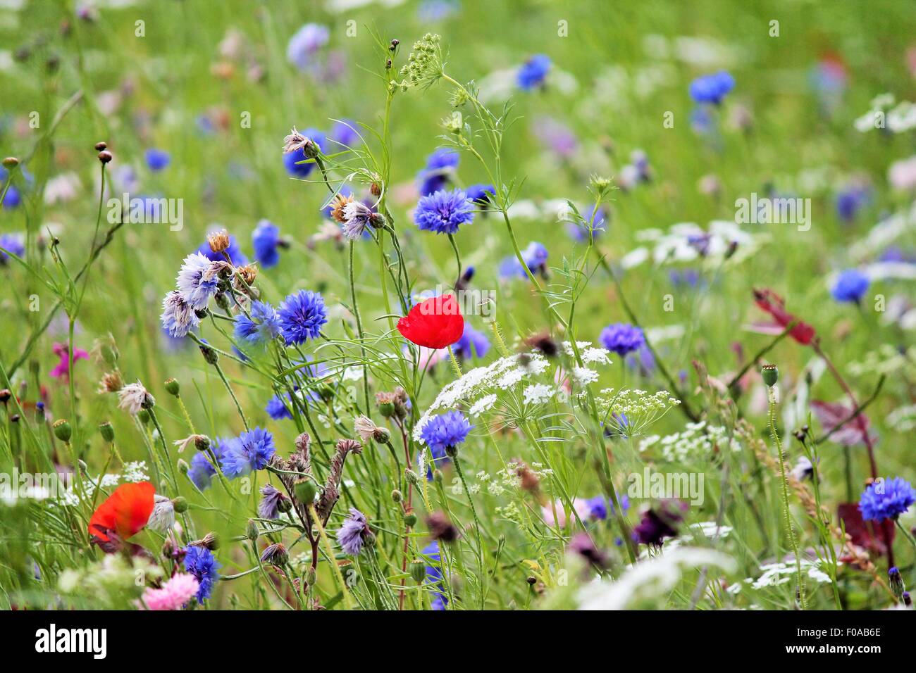 Mohn wiese Kornblumen Hintergrund wilde Blumen Mohnblumen in der Wiese Feld am Frühling mais Blume full screen Copy space Stockfoto