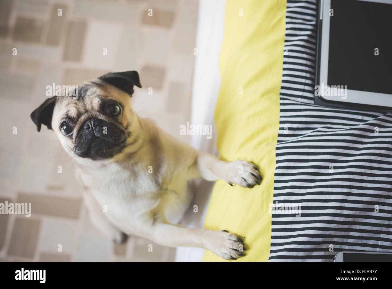 Hund stehen auf Hinterbeinen gegen Bett Stockfoto