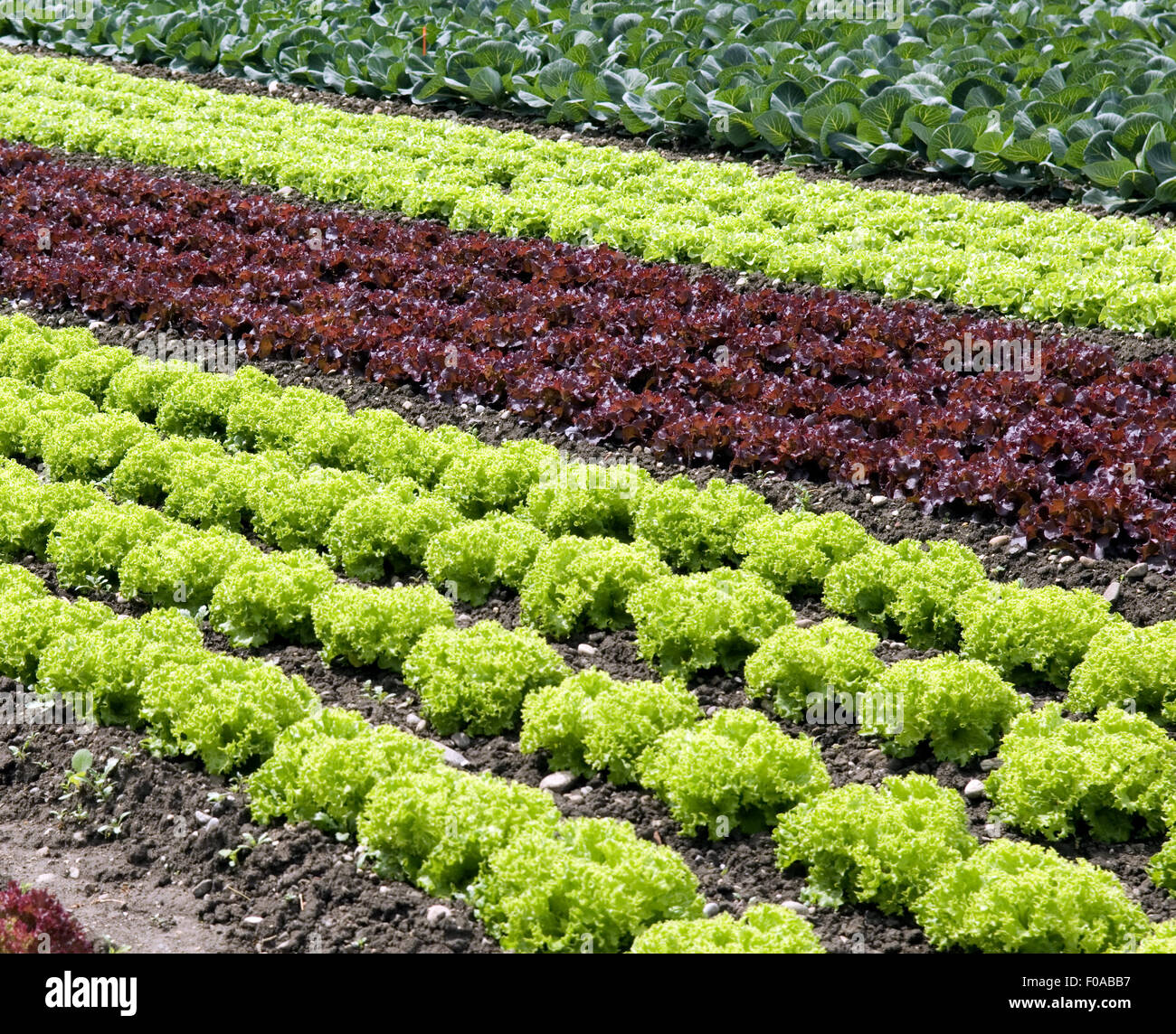 Salatfeld, Salat; Lactuca sativa Stockfoto
