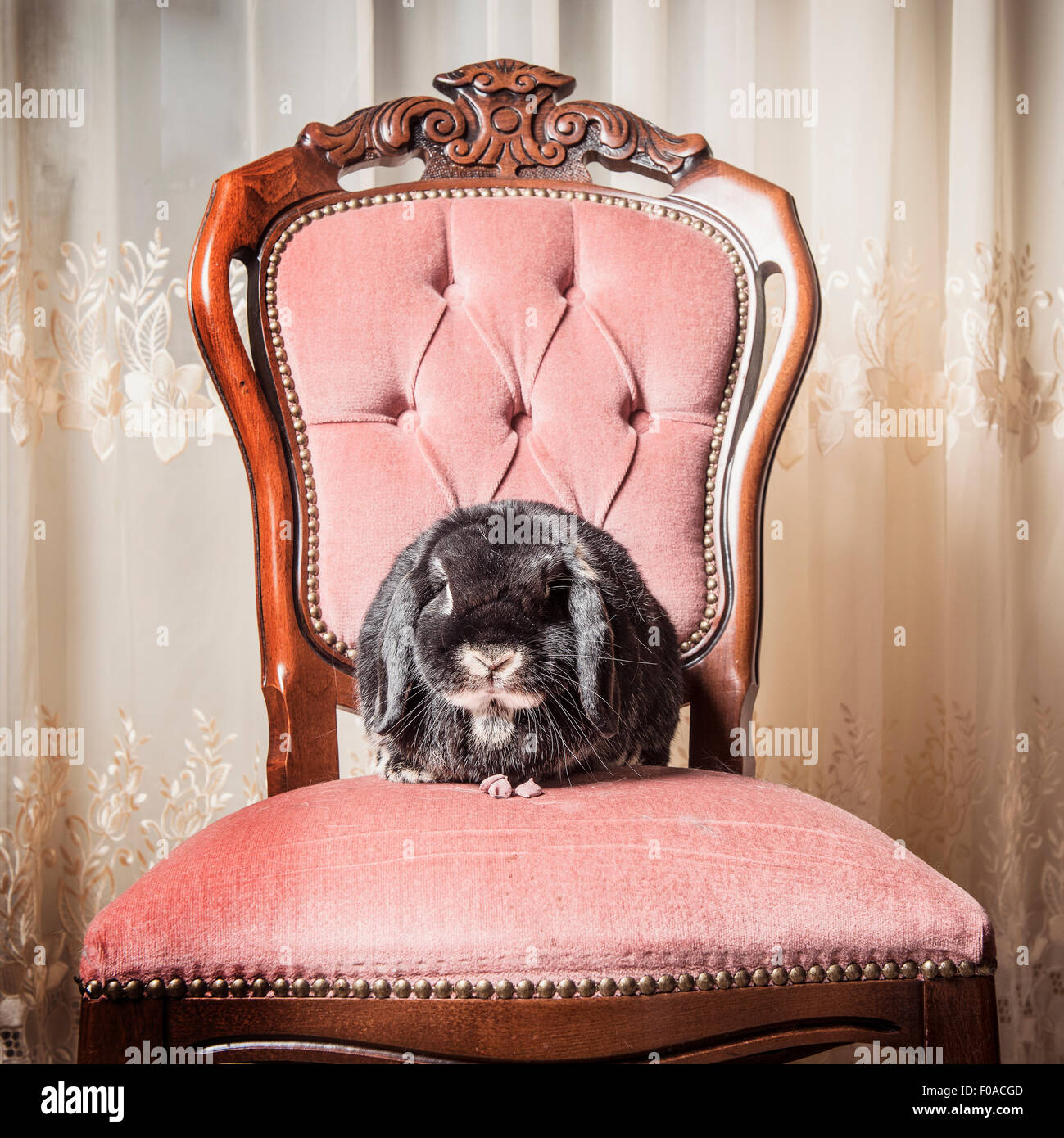 Porträt von Kaninchen auf Stuhl sitzend Stockfoto