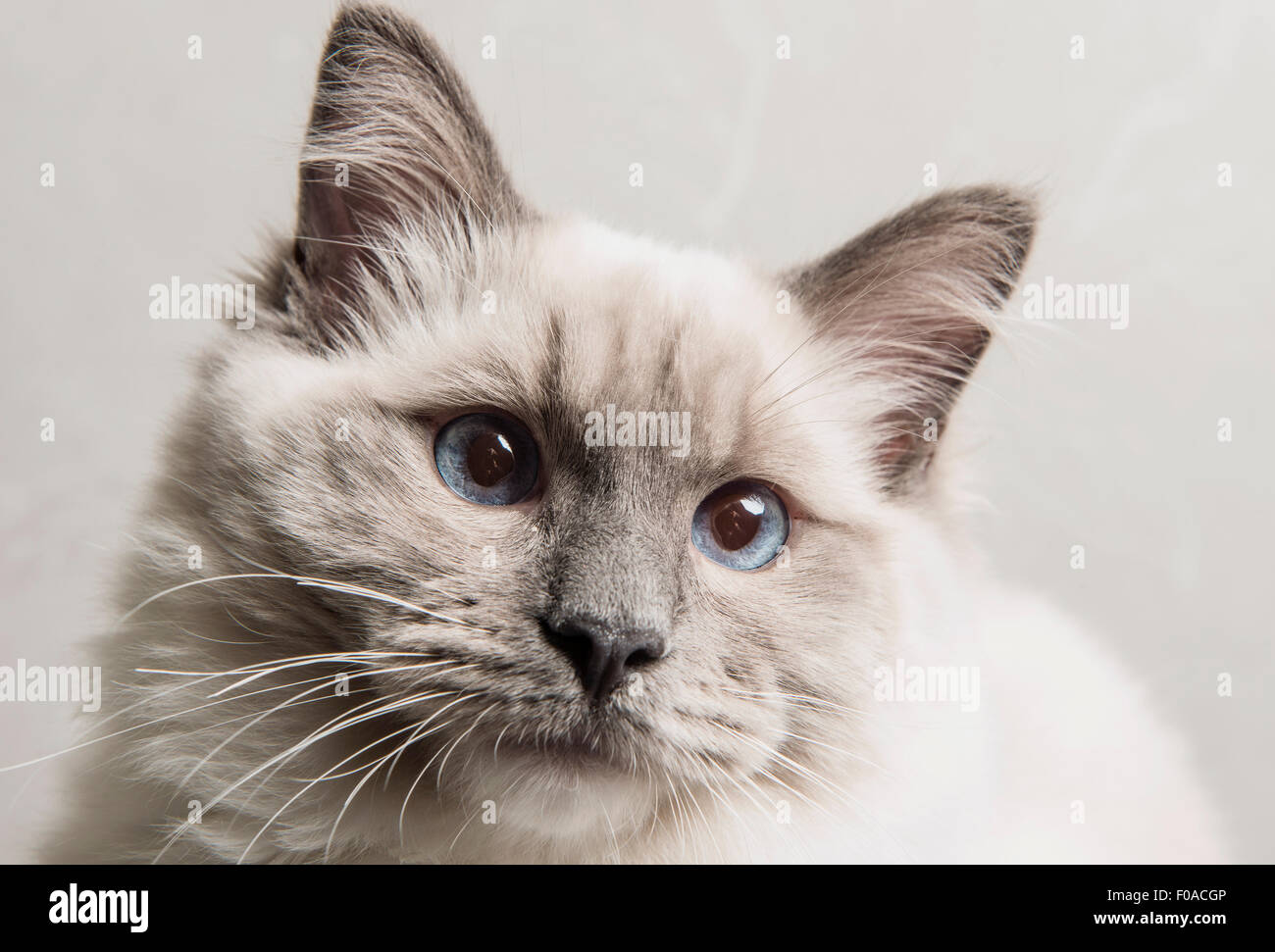 Porträt des Gesichts der Ragdoll Katze, close-up Stockfoto