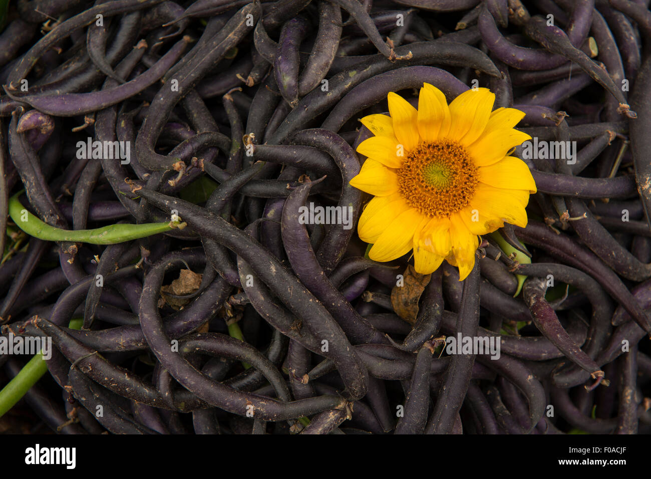 Haufen von Bohnen mit gelber Blume, Nahaufnahme Stockfoto