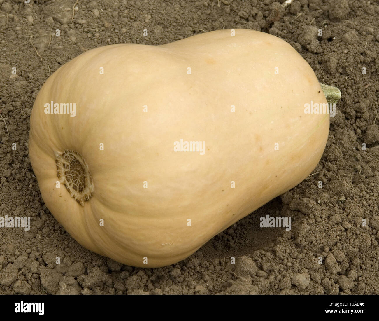 Butternut, Butternut-Kuerbis, Early Butternut F1, Early Butternut, Stockfoto