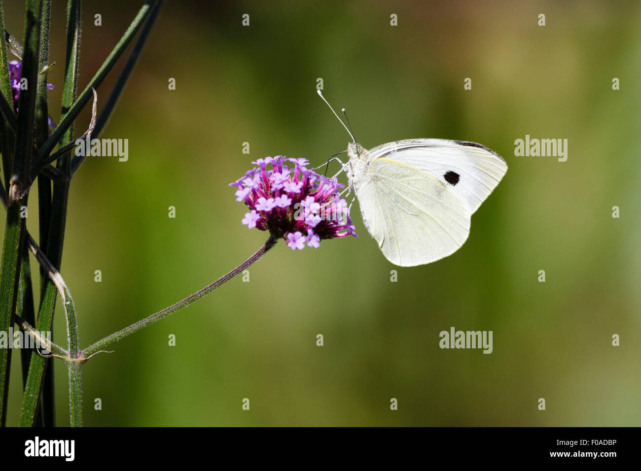 Große weiße oder Kohl weiß Schmetterling (Pieris Brassicae) auf Eisenkraut Blume, Garten in East Sussex, UK Stockfoto