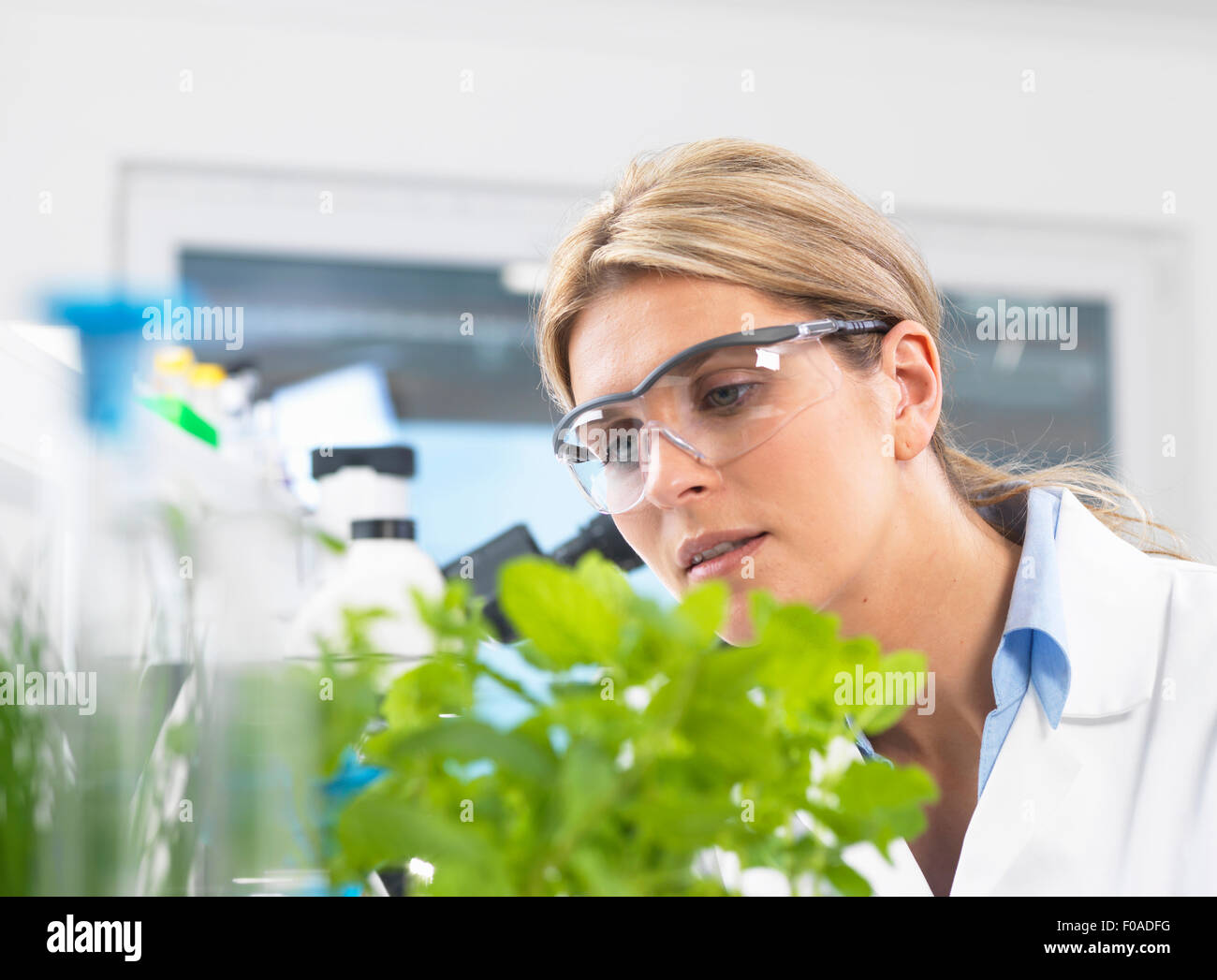 Wissenschaftler, die Entwicklung der experimentellen Pflanzen im Forschungslabor anzeigen Stockfoto