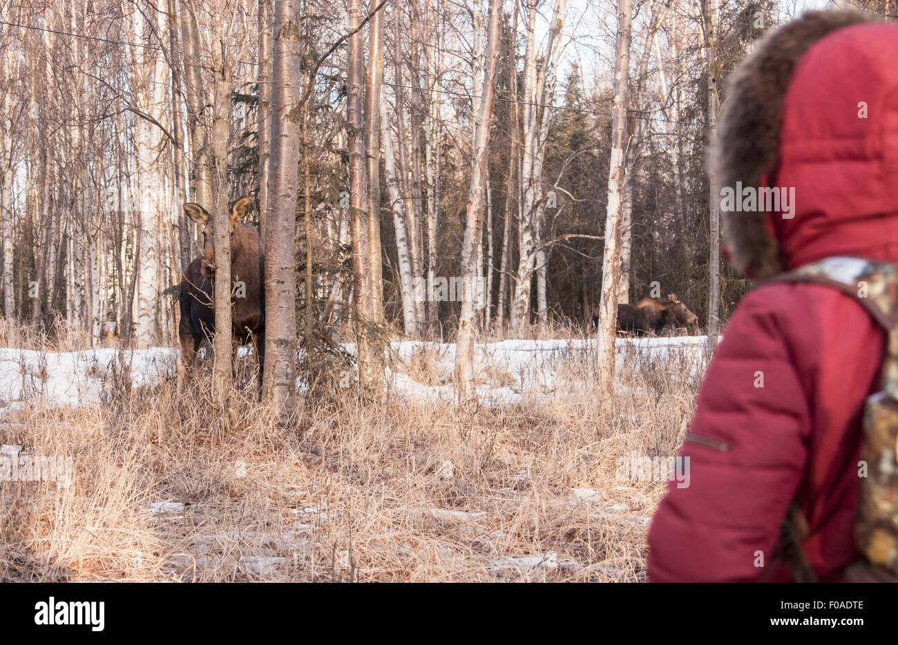 Person beobachten Elche im Wald, Fairbanks, Alaska Stockfoto